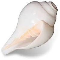 Shankh