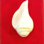 NATURAL BLOWING SHANKH FOR PUJA… 6 Inch Size (Copy)