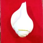 NATURAL BLOWING SHANKH FOR PUJA… 6 Inch Size